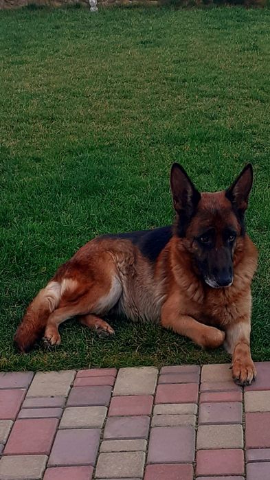 Дівчинка німецької  вівчарки