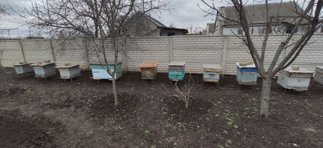Продається пасіка