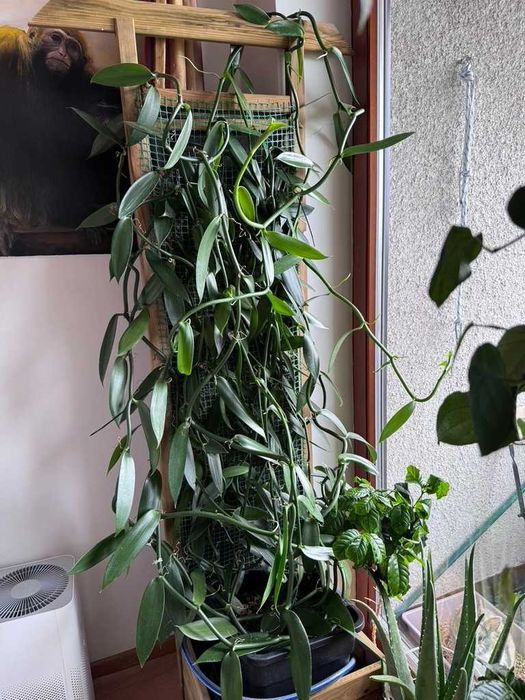 Sadzonka Wanilli - Vanilla Planifolia Tropikalna