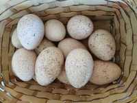Інкубаційне індиче яйце БІГ-6, накладений плат, без предопл. – 30 грн.