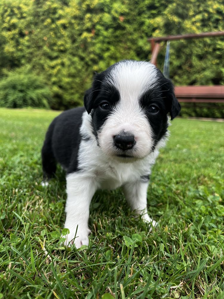 Suczka Border collie
