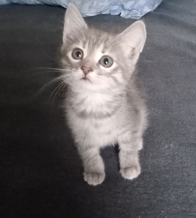 Віддам в добрі руки