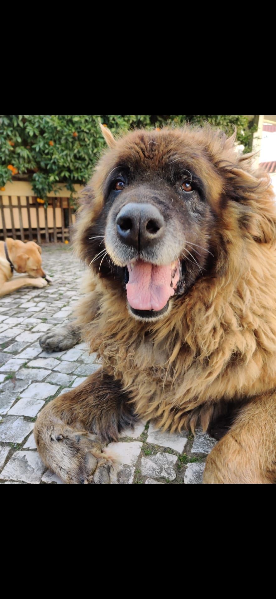 Tratadora de animais de companhia