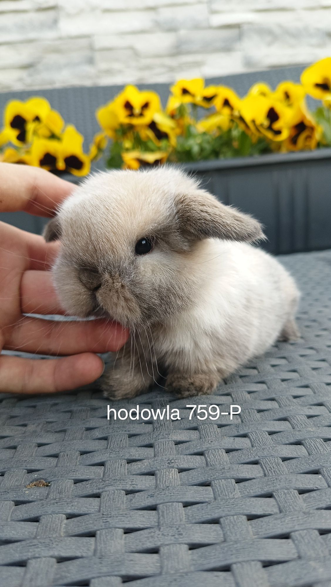 Mini lop króliki karzełek miniaturka baranek hodowla