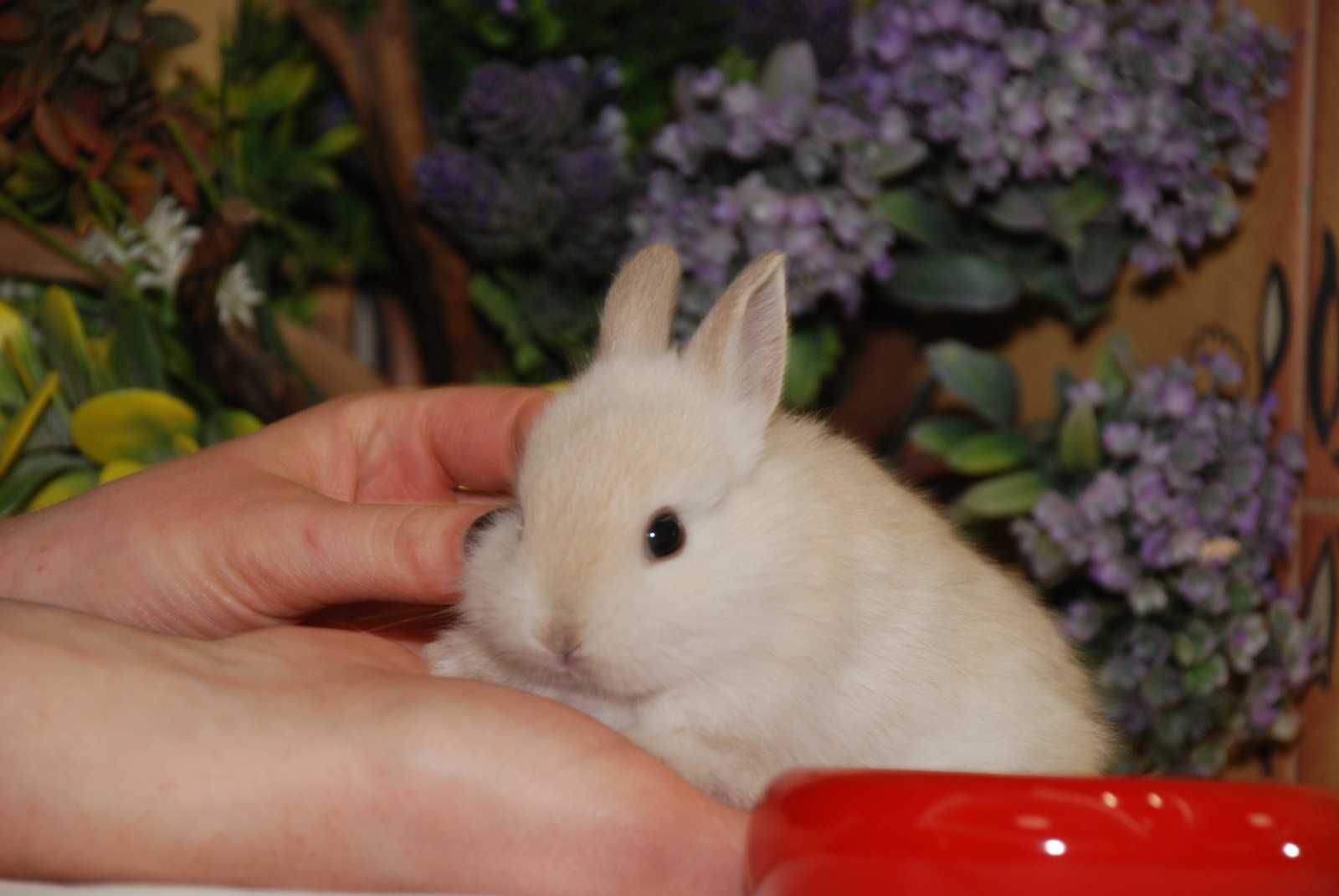 Декоративные кролики - милые очаровашки. Окрас молочная шампань