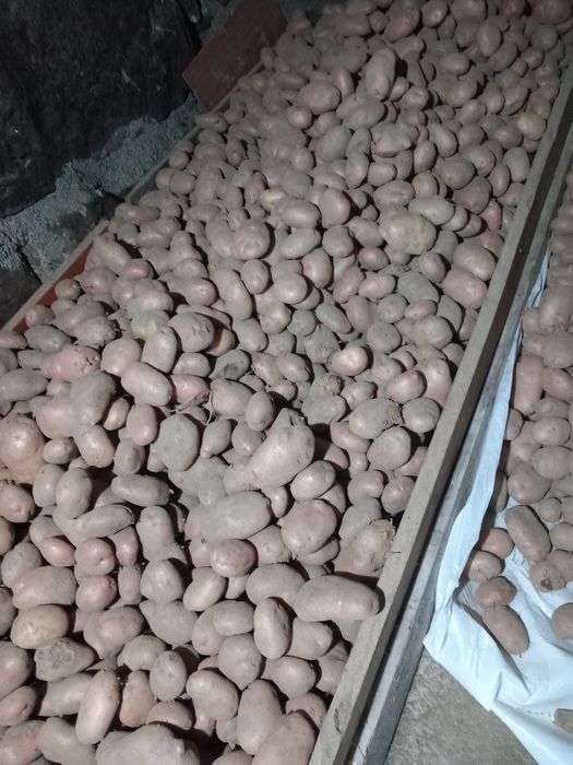 Batatas de boa qualidade novas