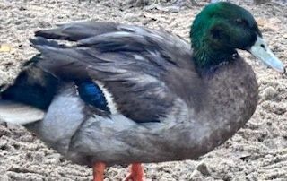 Kaczki Staropolskie tegoroczne