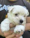 West highland White terrier -szczenie
