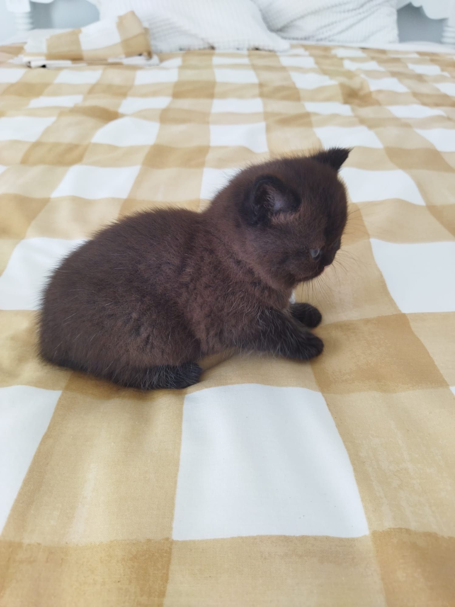 Gatinha British Shorthair Chocolate