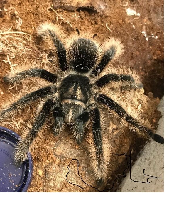 Паук птицеед Brachypelma Albopilosum "Nicaragua" для новичков самка