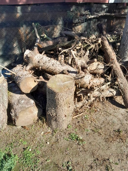 Drzewo opałowe iglaste