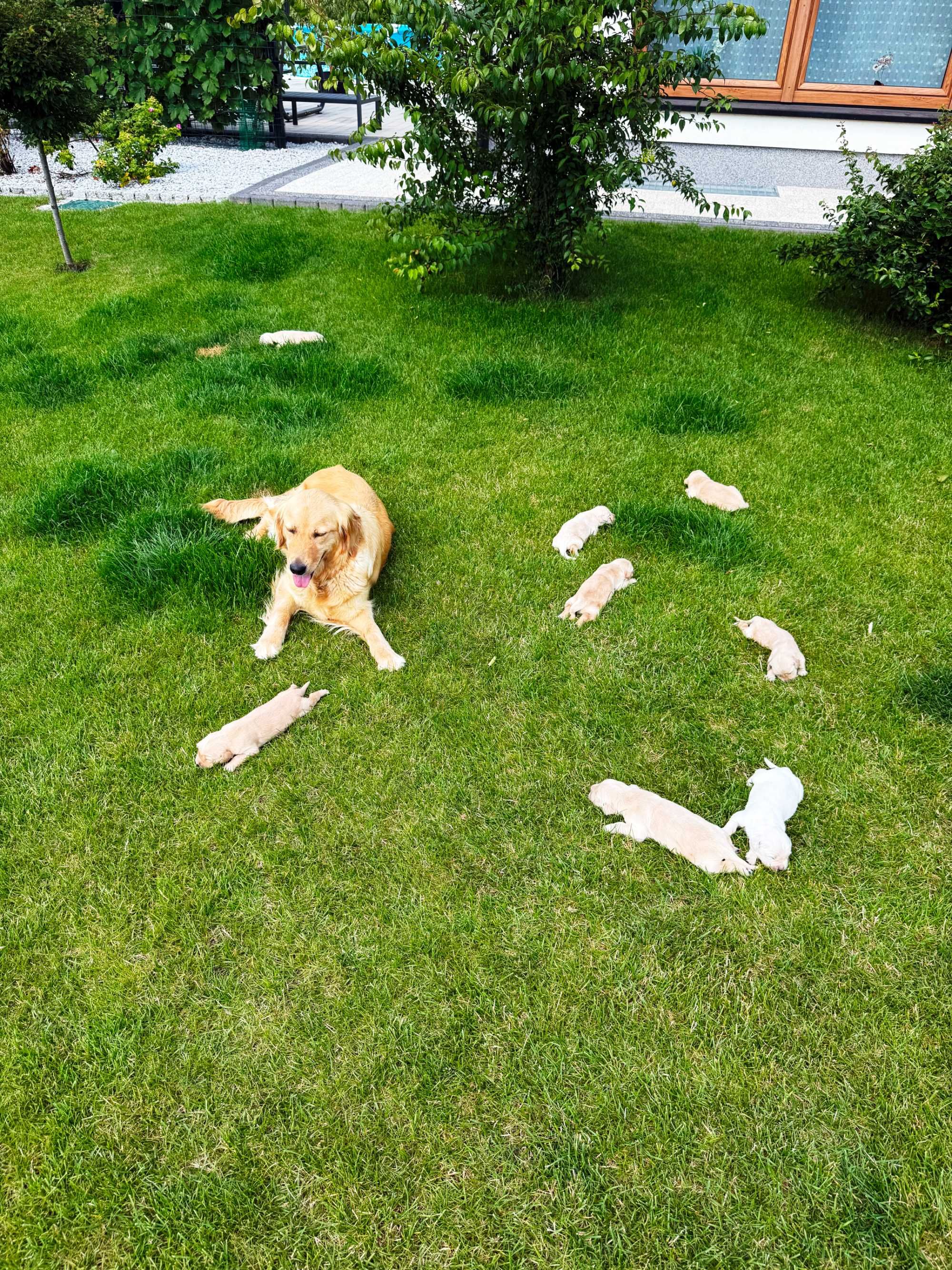 Szczeniaki rasy Golden Retriver z rodowodem