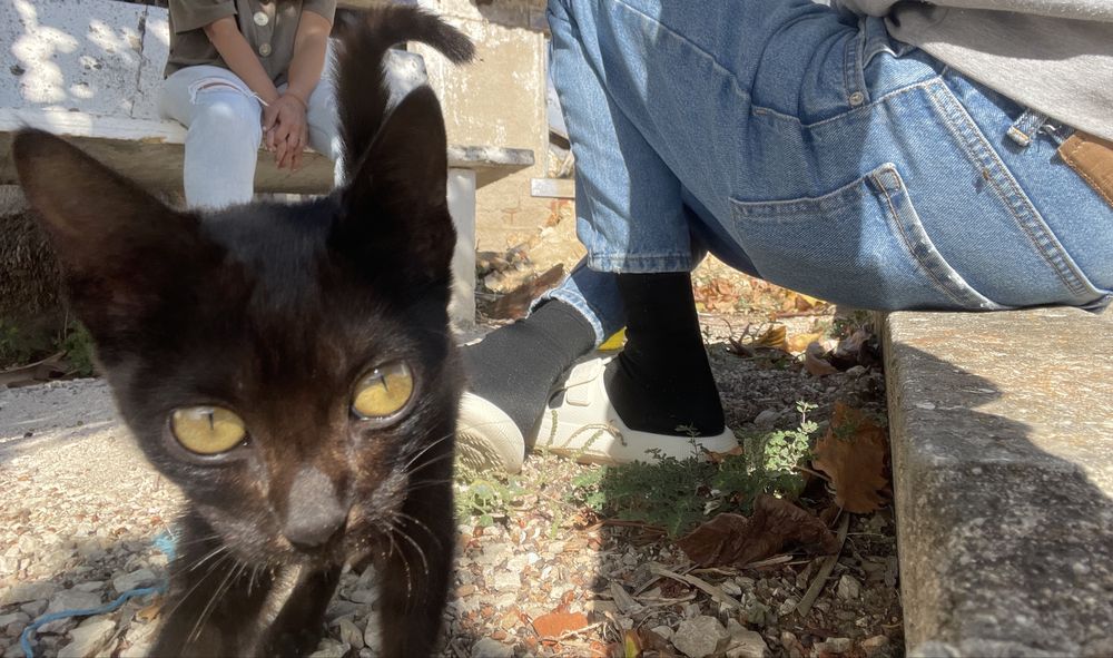 Gata preta para adoção