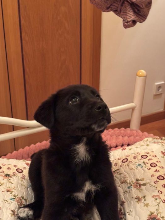 Cadelinha arraçada de labrador com 1 mês para adopção
