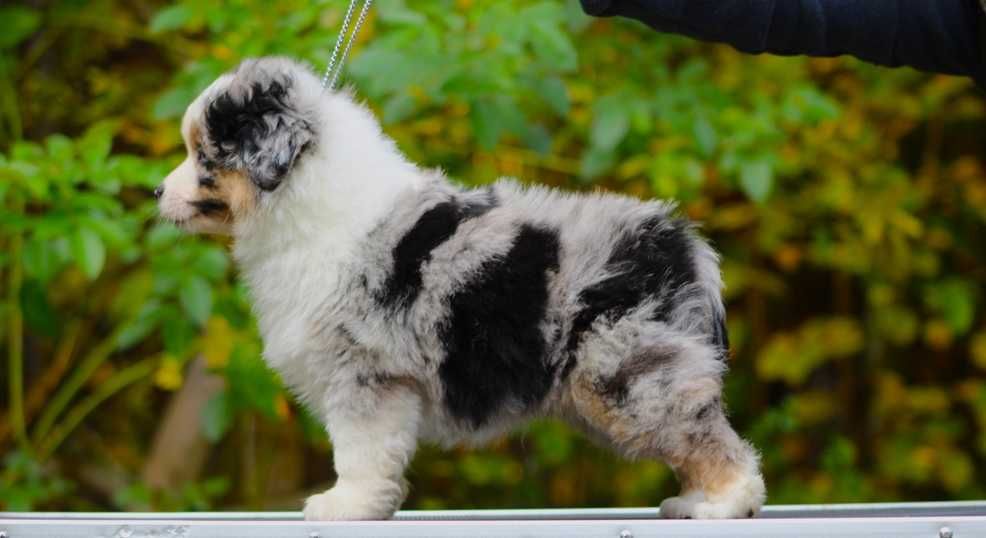 Miniaturowy owczarek amerykański MAS Chłopiec blue merle