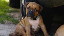 Amstaff FCI szczenięta- sunia Electra
