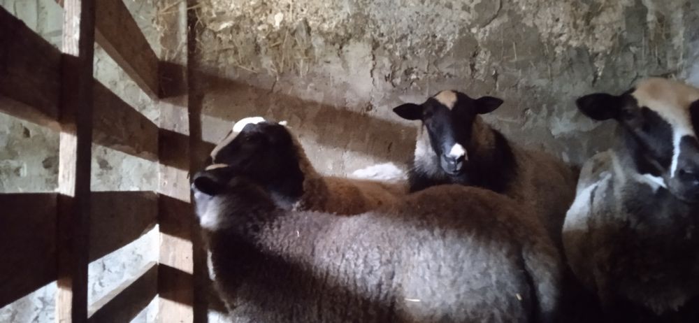 Романівські вівці