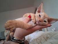 Devon rex, rudy kocurek, miziak, FPL