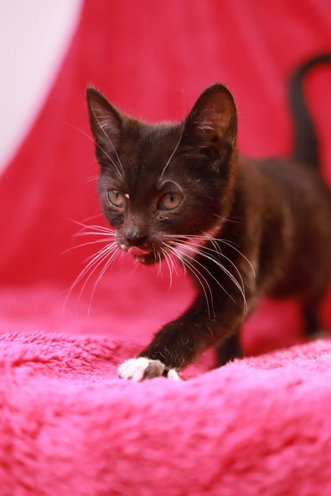 Czarny pełen energii I ciekawości świata kociak czeka na dom