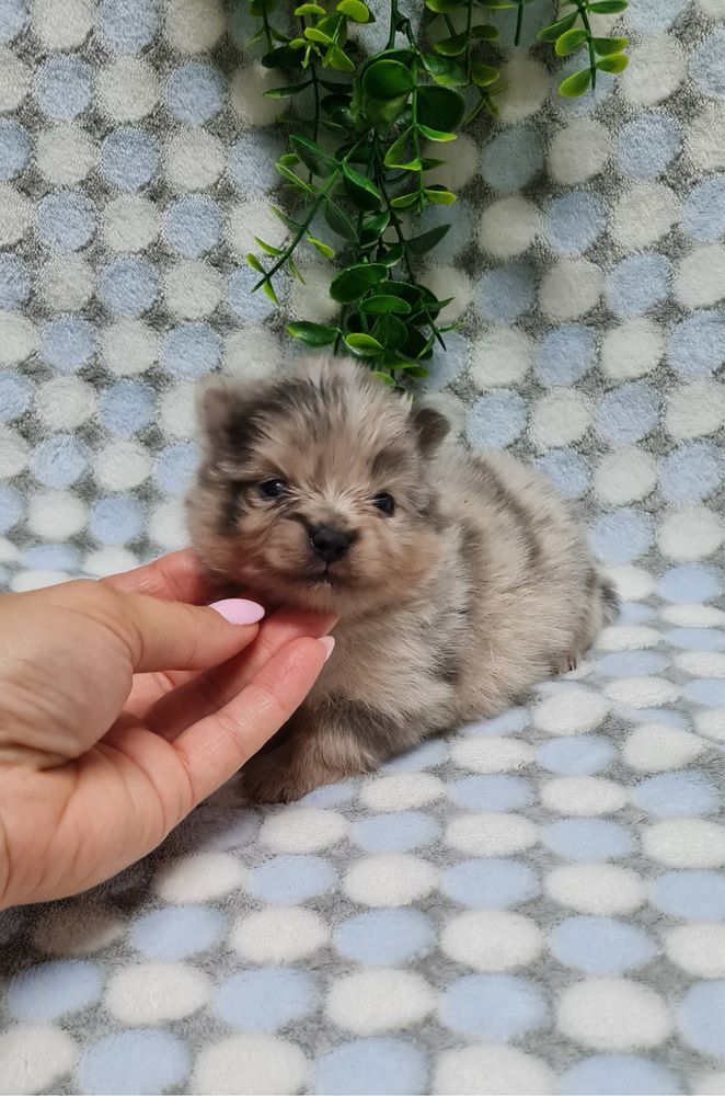 Excelente Lulu da Pomerania/Spitz Alemão Anão de Qualidade