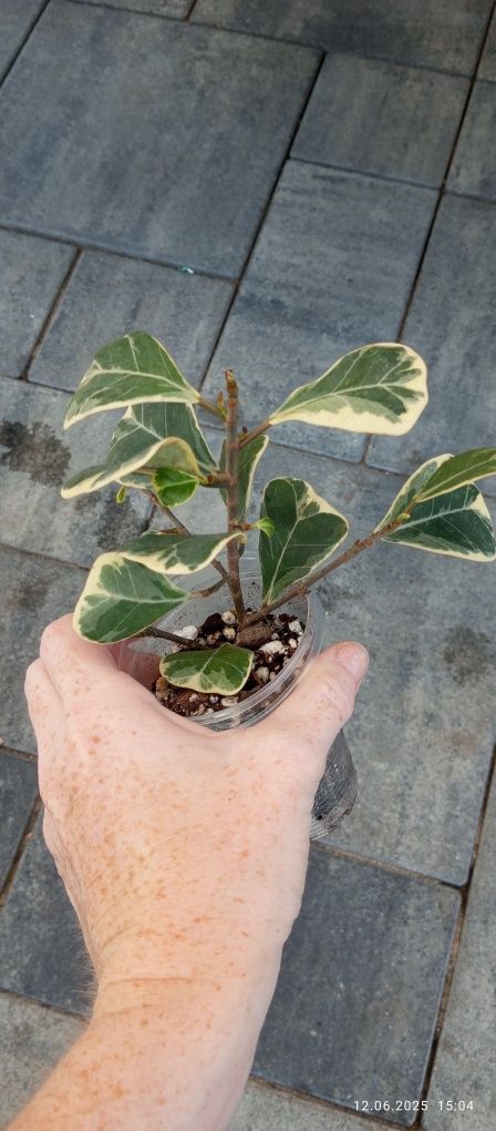Ficus fikus sweetheart triangularis variegata