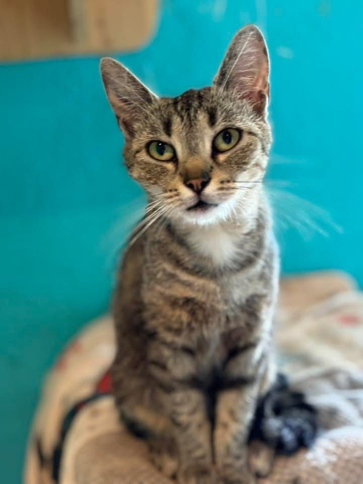 Gwiazdka do adopcji szuka domu