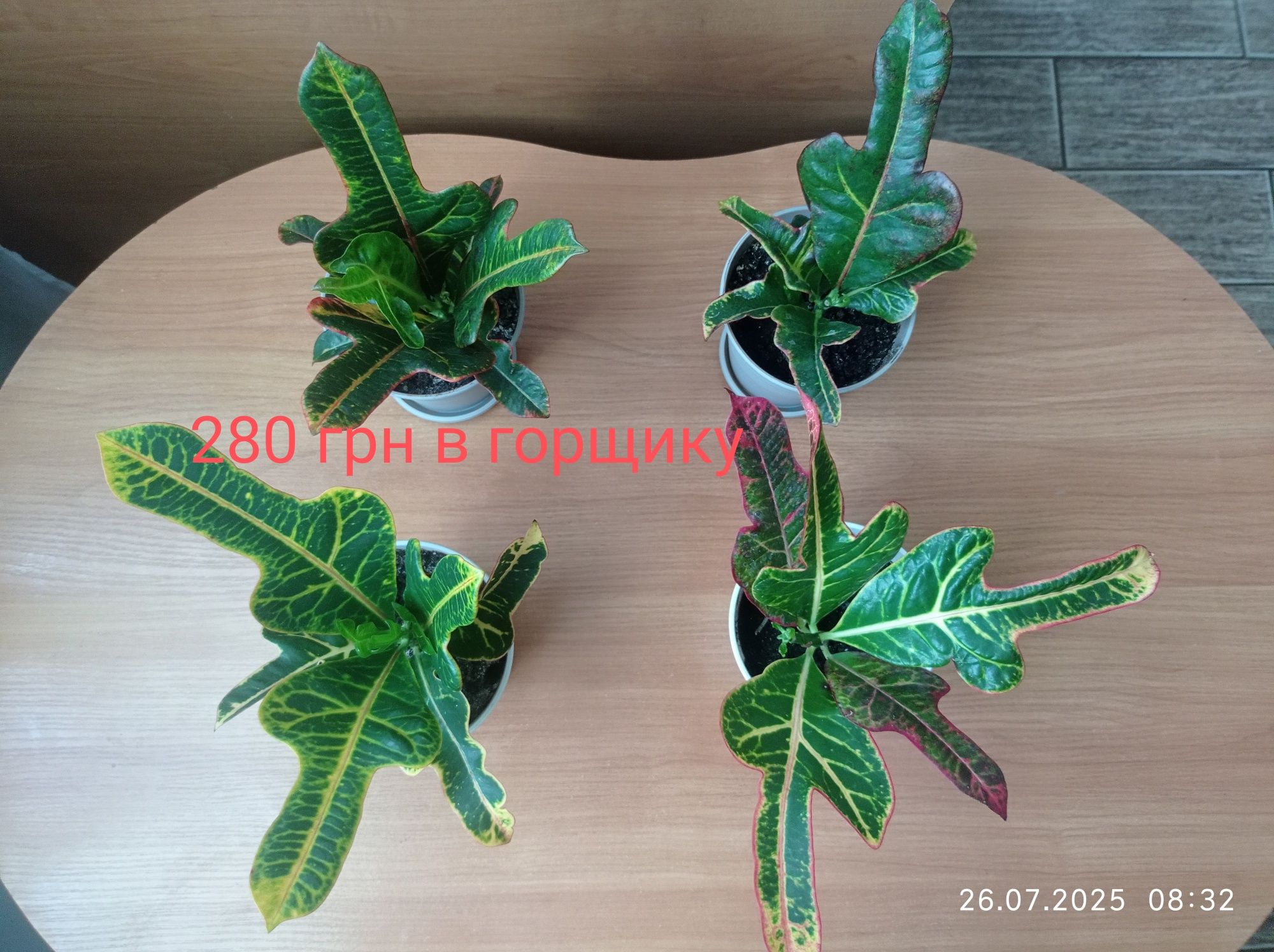 Продам укоренённый кротон. Цветной лист )