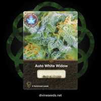 Auto White Widow  kanadyjskie nasiona konopi indyjskich | 9 szt.