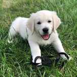 golden retriever