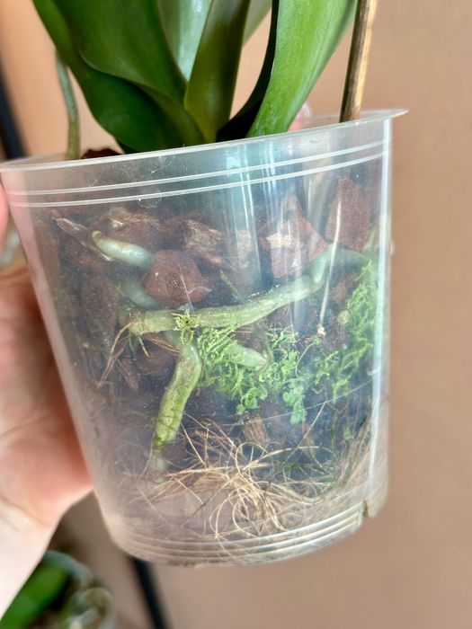 Орхідея сортова метелик, азіат.