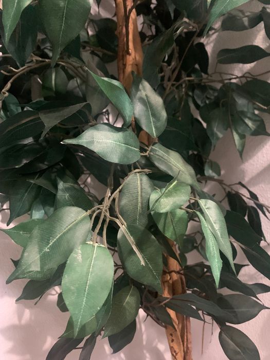 Planta com folhas falsas