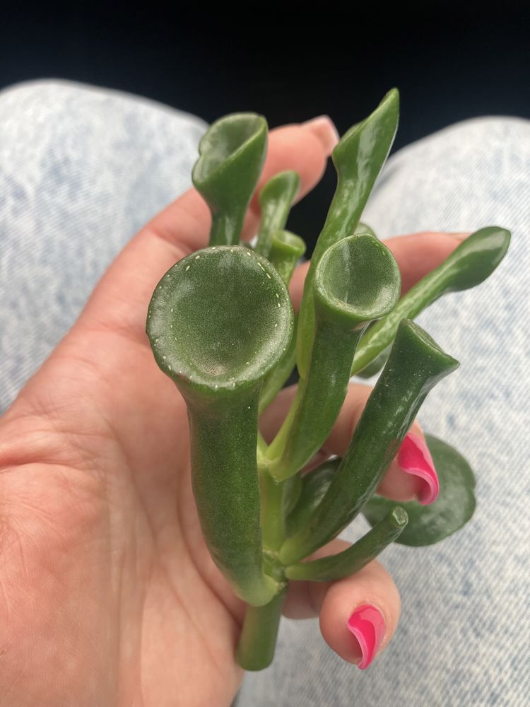Крассула Curly Green Variegated