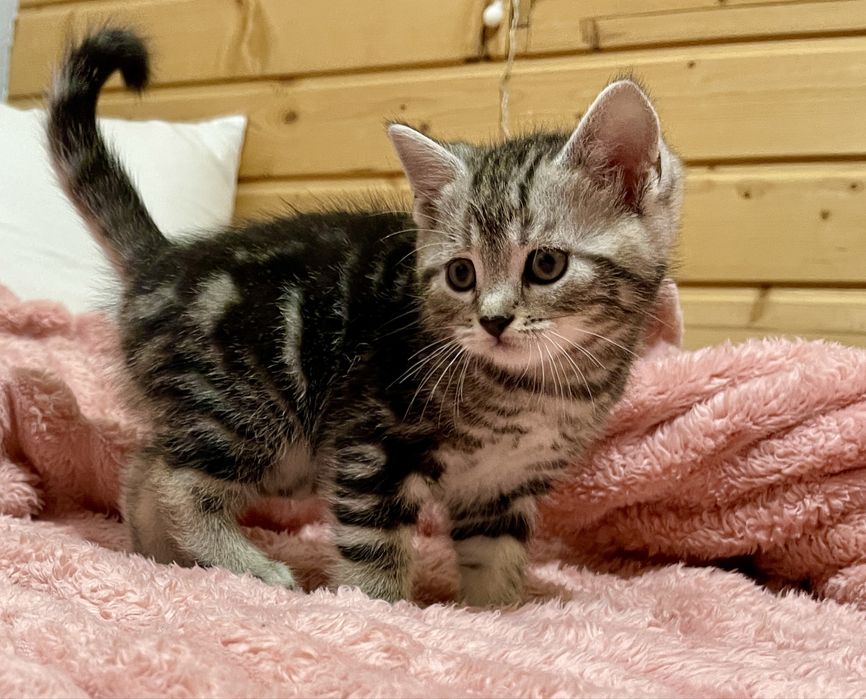 Маленьке кицинятко шукає друга