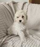Caniche Poodle Macho Branco