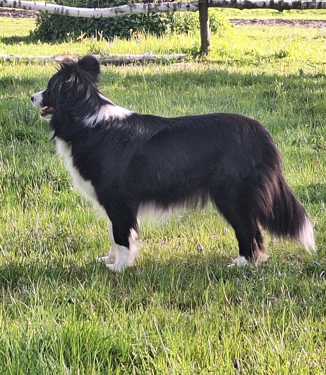 Border Collie  ZkwP FCI, piesek GOTOWY DO ODBIORU!!!