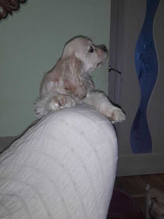 Американский кокер спаніель.