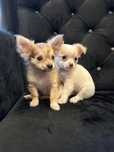 Piesek maleńki chihuahua