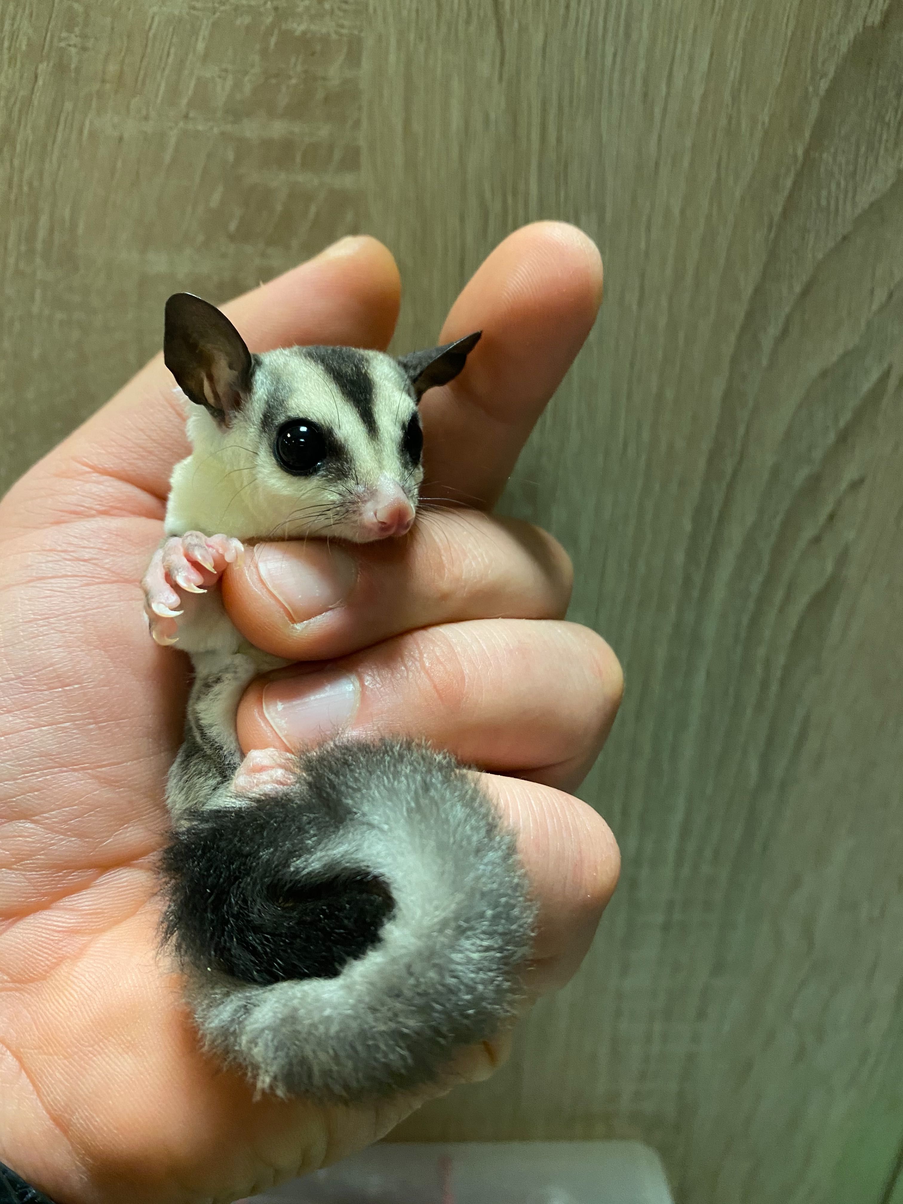 Lotopalanka lotopalanki