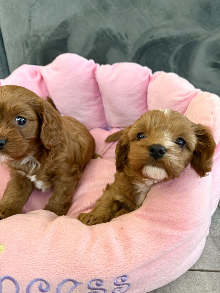 Cavapoo - cavalier & pudel suczka gotowa do odbioru