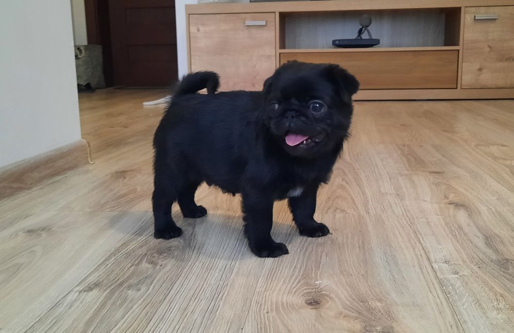 Mops reproduktor