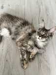 Piękna kotka Maine Coon Daisy