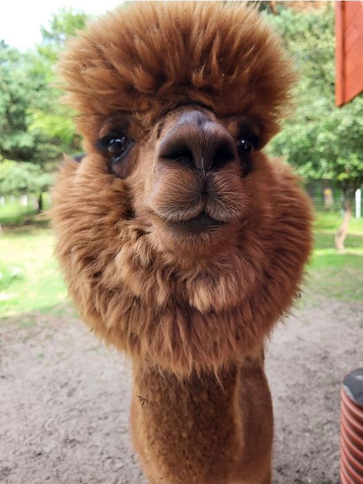 Sprzedam Samice Alpaki