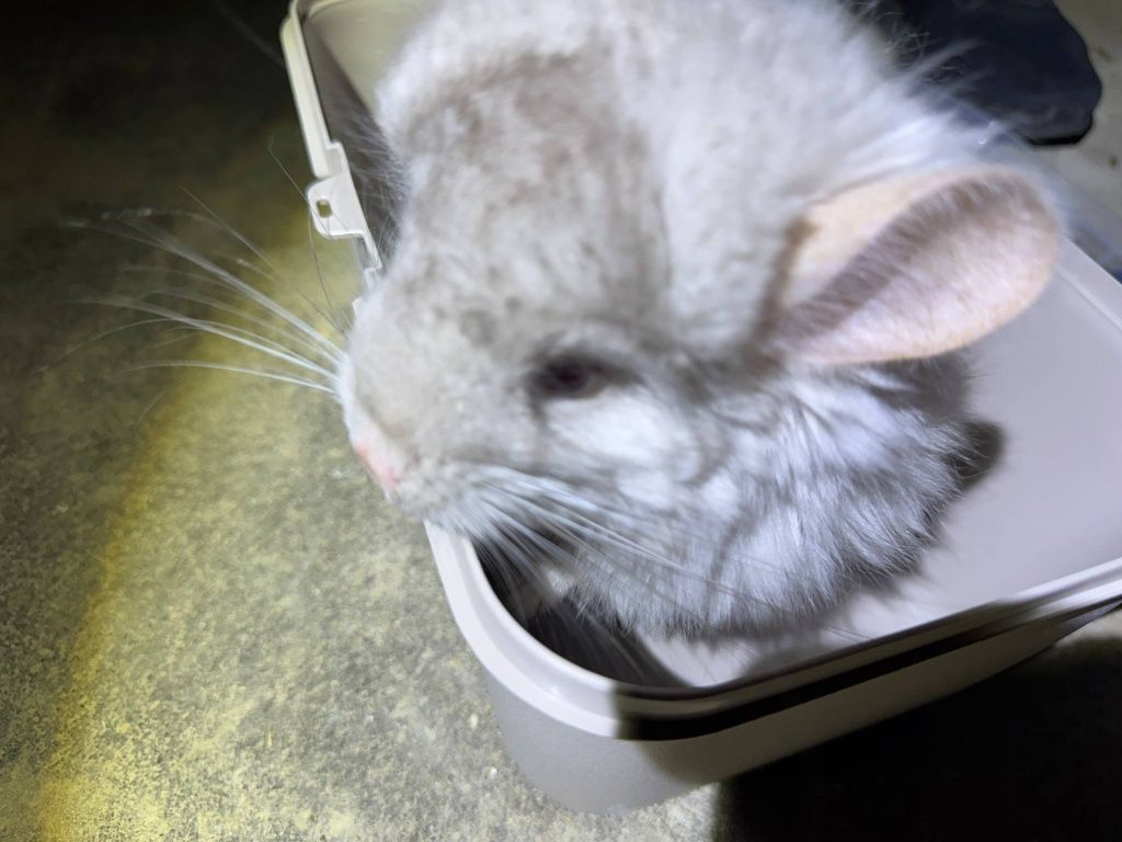 Szynszyl chinchilla beżowy Angora samica młoda