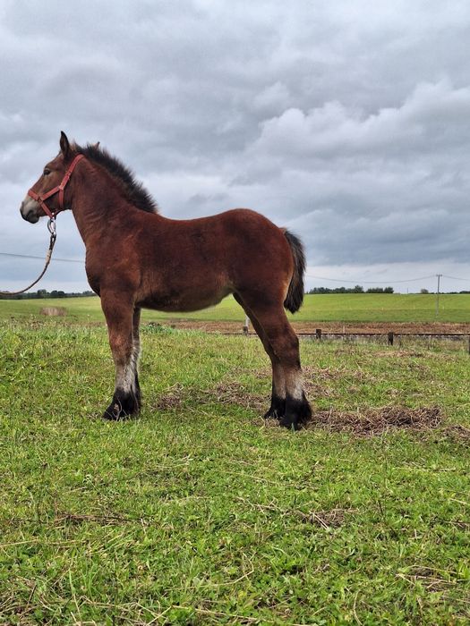 BULKA Klaczka  Zimnokrwista