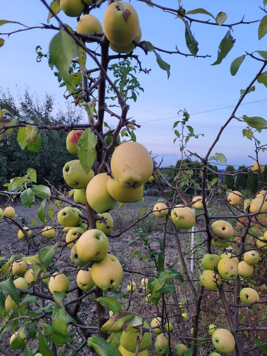 Pigwa owoce ekologiczne