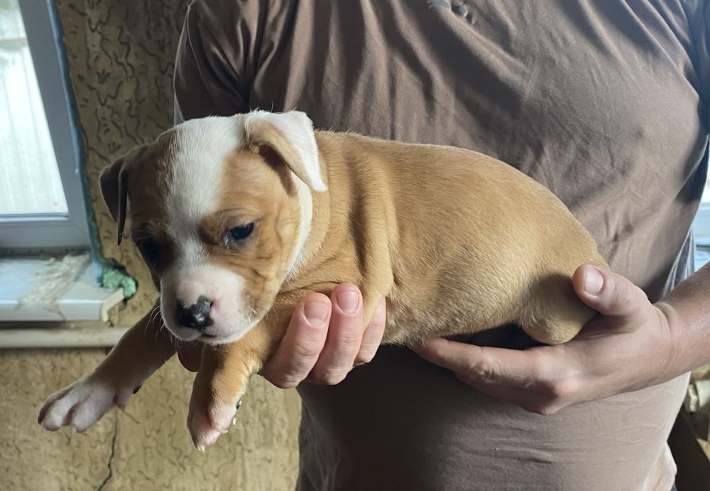 Цуценята американського стаффордширського тер'єра