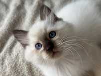 Ragdoll kocięta rodowodwe