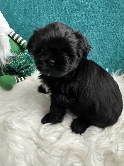 Shih-tzu śliczny czarny piesek-ZAREZERWOWANY