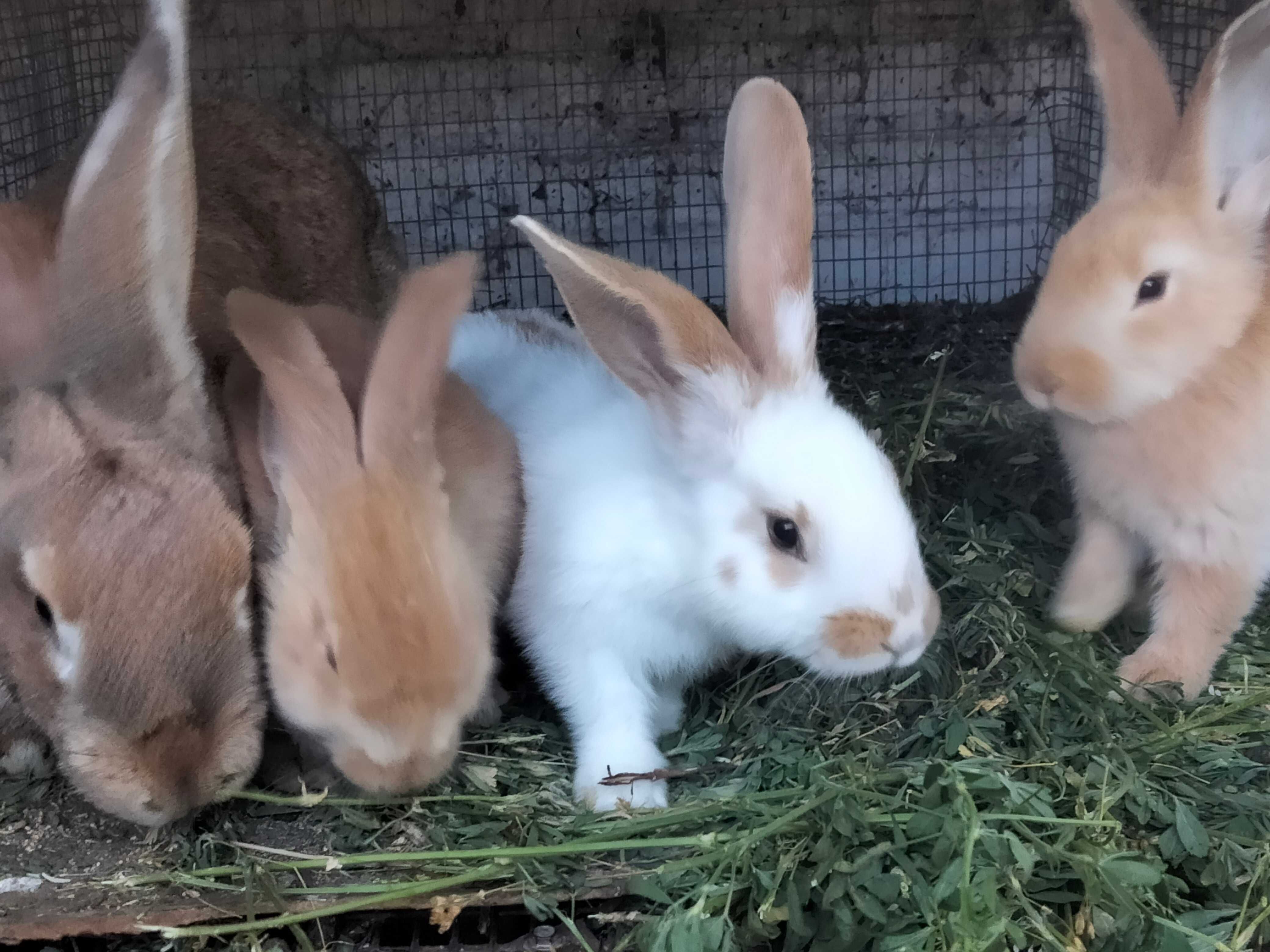 Продам 2-х місячних кроликів