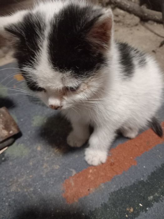 Oddam kotka za darmo